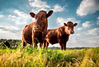 Vaccination Vital to Prevent Blackleg and Other Clostridial Diseases in Livestock